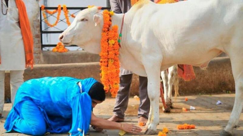cow-protection-contribution-to-indian-culture-and-economy